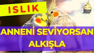 ANNENİ SEVİYORSAN ALKIŞLA 1 SAAT  ISLIKLA PAPAĞAN ŞARKILARI  SULTAN PAPAĞANI ISLIKLARI [upl. by Eyoj732]