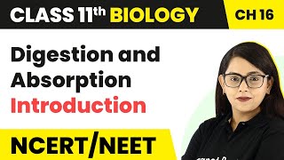 Digestion and Absorption  Introduction  Class 11 Biology [upl. by Amrak254]