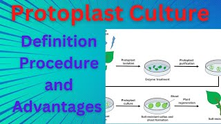 Biotechnology PTC Protoplast Culture [upl. by Drawdesemaj296]