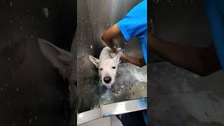 Keya se Keya ho gaya😜🤪trending ytshorts viralvideo funnyanimal grooming likeandsubscribe❤️‍🔥🔥🙏 [upl. by Stasny345]