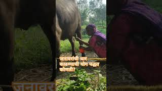 marathi cow farming ytshorts youtube youtubeshortsstartup [upl. by Geralda]