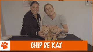 Britt gaat kittens chippen  DierenpraatTV [upl. by Prasad886]