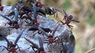 MARIMBONDOCABOCLO POLISTES CANADENSIS TANZALA VESPADEPAPELVERMELHO INSETOS VENENOSOS [upl. by Geminius96]