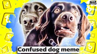 Confused dog meme Awkwardly Dogs [upl. by Sharos]