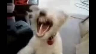 dog laughing meme template [upl. by Hanauq]