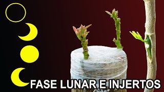 FASES LUNARES en la REALIZACIÓN de INJERTOS en frutales [upl. by Adlay]