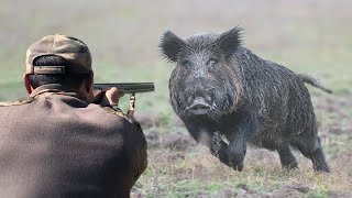 Top 10 tir du sanglier au maroc 2023 Top 10 wild boar hunts Partie 02 [upl. by Lyj]