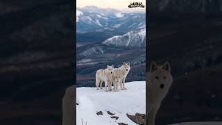 Snow White Wolf Family With Cubs  A Rare and Magical Moment in the Wild wolf cuteanimal wildlife [upl. by Dolphin]