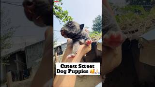 Cutest Street Dog Puppies 🥰  296 [upl. by Iaoh648]