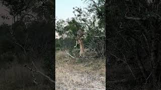 Leopard Mother Pulls Cub Down from Tree [upl. by Edithe]