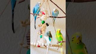 Happy budgies playing with toy and swing ❤️ 🥰 budgies parakeet parrot [upl. by Kcinimod]