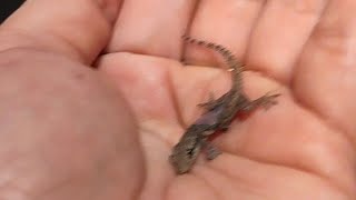 Virgies Vlog is liveBaby lizard [upl. by Octavus]