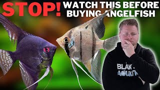 Dont Buy an Angelfish Without Watching this First [upl. by Wehhtam]