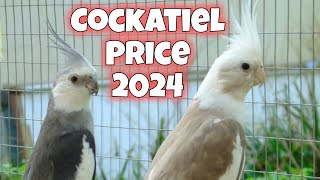 Cocktail birds price in pakistan 2024  Cocktail birds price  cockatiel price 2024 [upl. by Mimajneb]