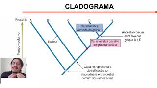 Sistemática Filogenética  Cladogramas [upl. by Alena]