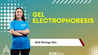 Gel Electrophoresis  QCE Biology 3amp4 [upl. by Aken383]