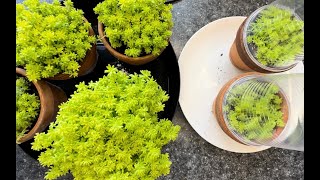 Sedum Japonicum ‘Tokyo Sun’ Propagation results and arrangement [upl. by Salvay494]