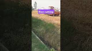 Cutting t0 rice [upl. by Inaffyt]