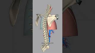 Respiratory System 3D Animation shorts [upl. by Cacka]