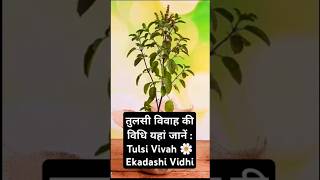 तुलसी विवाह की विधि यहां जानें  Tulsi Vivah Ekadashi Vidhi tulsimatabhajan tulsibhajan shorts [upl. by Eadas]