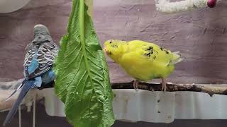 10 Hr Happy Singing amp Eating Parakeet Budgies Birds Reduce Stress of Lonely Quiet Birds [upl. by Aneehs939]