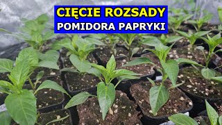 Cięcie Pomidora i Papryki  Czy ciąć Rozsadę Pomidorów Papryk Uprawa Papryki Pomidorów Przycinanie [upl. by Hannah]