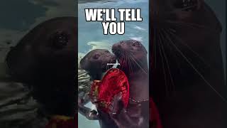 Comment Seals for life sealsforlife shorts Short ShortsFeed Seal Seals YouTube TikTok￼￼ [upl. by Aicul]