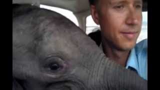 Flying Orphaned Elephant with Gary Roberts [upl. by Juliana]