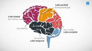 Chapitre 5 sMOOC Galien  Processus de mémorisation [upl. by Phares]