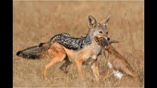 How JACKALS Hunt Their Prey [upl. by Arvad]