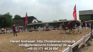 httpholsteinerhorsede Holsteiner Stutfohlen von Casall [upl. by Navis]