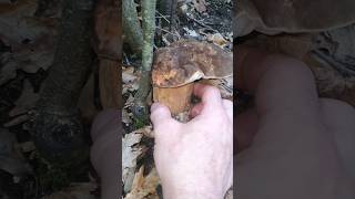 Boletus aereus Lucania 2024  Duro come pietra Primo Giugno 2024 [upl. by Snider]