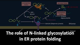 Role of N linked glycosylation in ER protein folding [upl. by Anos]