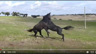 Two Stallions Meet amp Decide Who Will Be In Charge  Good Horse Behavior [upl. by Nannie]