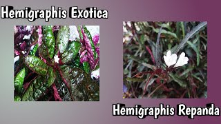 Hemigraphis Exotica amp Hemigraphis Repanda care and propagation Malayalam l Ride to my yard 🌿🌱 [upl. by Yeliab]