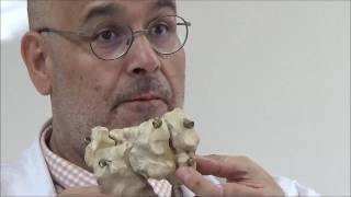 Osteologia Bovino parte 3 Anatomía Comparada UDLA 2017 [upl. by Pratte]