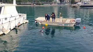 Un delfino dà spettacolo nel golfo di Trieste [upl. by Evin]