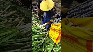 Edible sugarcane shoots better taste than bamboo shoots tasty recipes exploremore [upl. by Lessur]