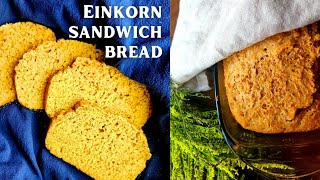 How to Make EINKORN SANDWICH BREAD 🥪 Easy Sourdough Recipe [upl. by Ewens]