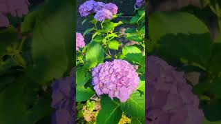 POV Loving hydrangea Ajisai season in Japan [upl. by Joy]