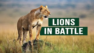 The Apex Predators Fighting To Feed Their 21 Lion Family  Pride In Battle  Full Documentary [upl. by Norm]