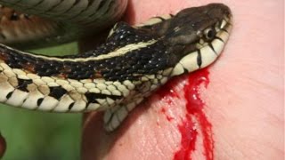 Snake Bites w Chewy SnakeBytesTV [upl. by Lombard]