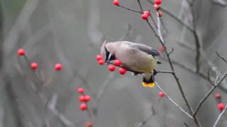 Cedar Waxwings HD Canon 7D [upl. by Okwu534]