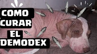 🛑Como CURAR la SARNA DEMODECICA en PERROS con BRAVECTO ⏭ Adiós DEMODEX de la SARNA ROJA Canina ✅ [upl. by Gnanmos]