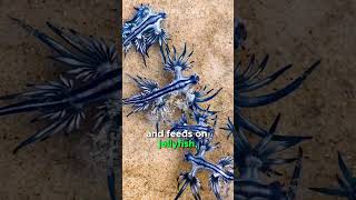 Glaucus Atlanticus short shorts shortvideo interestinganimals bluedragon marinelife [upl. by Kauppi]