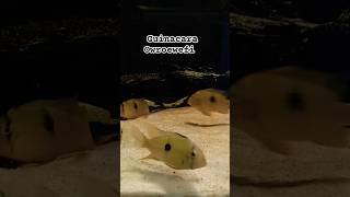 Guianacara Owroewefi UDFishroom fishshorts aquarium cichlid geophagus [upl. by Medora]