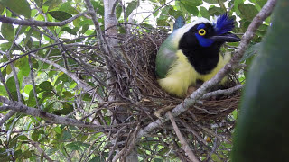 Green Jays Cyanocorax yncas tending their nestling LONG VERSION  ANGLE 2  PNN Tatamá [upl. by Cher706]