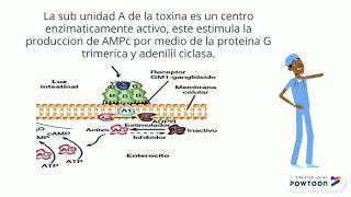 Mecanismo de patogenicidad de vibrio cholerae [upl. by Dorkas]