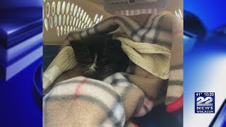 Towing company helps rescue injured kitten trapped in truck tire [upl. by Kirk]