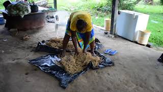 Treshing rice the traditional way by Maroons in French Guiana [upl. by Anoj483]